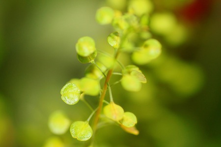 ornamental cabbageの写真素材