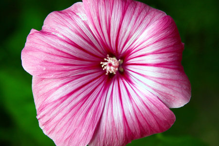 lavatera trimestris