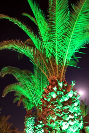 Illuminated Palmsの写真素材
