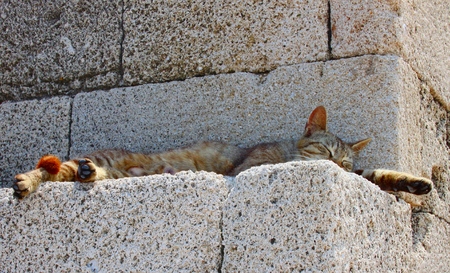Dozing cat of Rhodesの写真素材