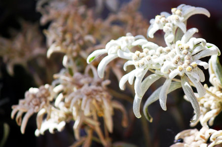 Alpine edelweiss