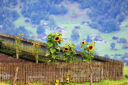 Sunflowers in the mountain cottage gardenの写真素材