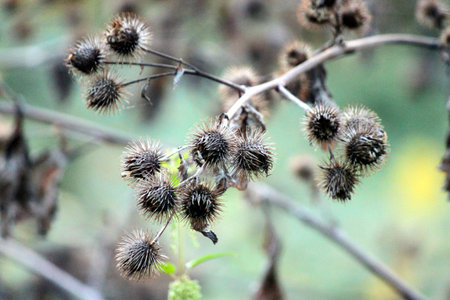 Barnacles autumn in late