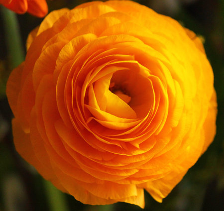 large yellow ranunculus flower