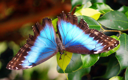 Blue Morpho