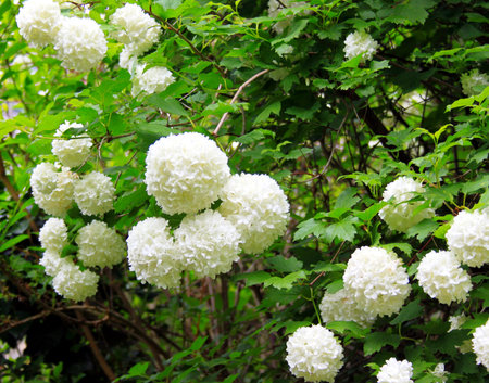 Snowball treeの写真素材