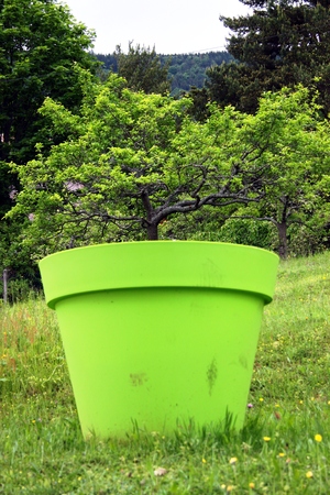 Apple tree in flowerpotの写真素材