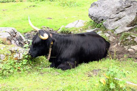 Cows in the Swiss mountainsの写真素材