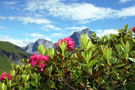 Alpine roses in the high mountainsの写真素材