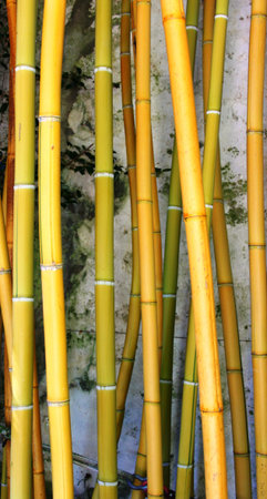 Bamboo in the gardenの写真素材