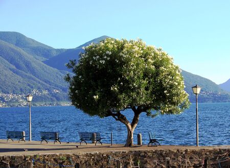 Beach promenade in Asconaの写真素材