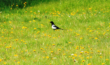 Magpie and Dandelion meadowの写真素材