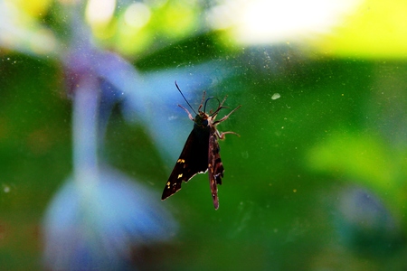 Brown butterfly on glassの写真素材