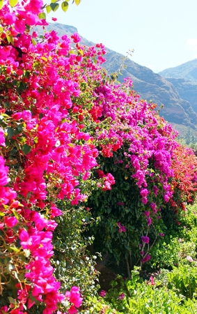 Flower magic in the andesの写真素材