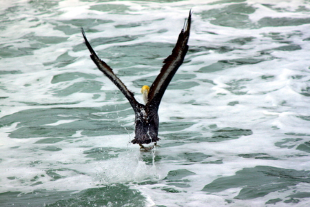 Pelican in the Pacificの写真素材
