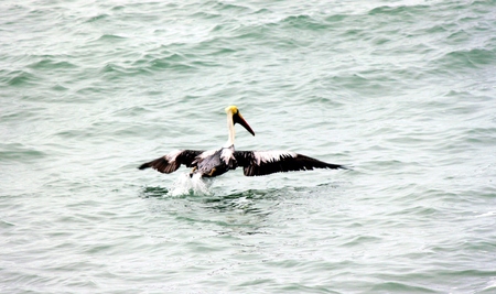 Pelican in the Pacificの写真素材