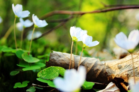 Oxalis acetosella with flowersの写真素材