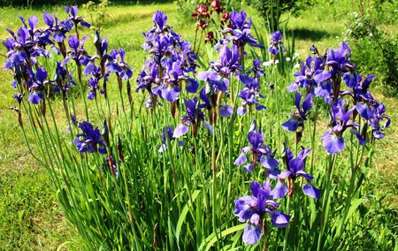 blue iris in the gardenの写真素材