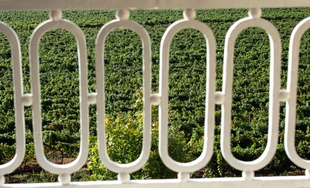 View from the balcony into the vineyardの写真素材