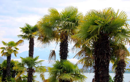 Palm trees on Lake Genevaの写真素材