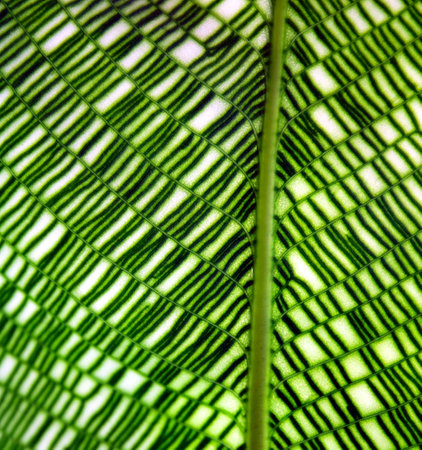 Close up of a green leaf with stripes in the form of a patternの写真素材