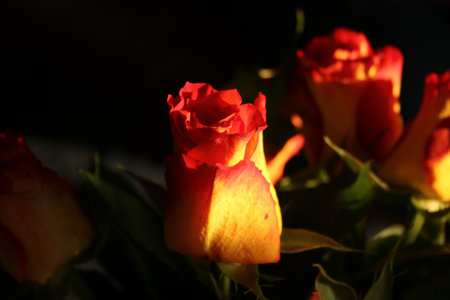 Red and yellow roses on a black background. Shallow depth of field.の写真素材
