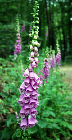 Foxglove (Digitalis purpurea) flowers in the forestの写真素材