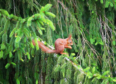 Red squirrel sitting on a branch of a spruce in the forest