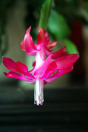 Pink Christmas Cactus flower (Schlumbergera truncata)の写真素材
