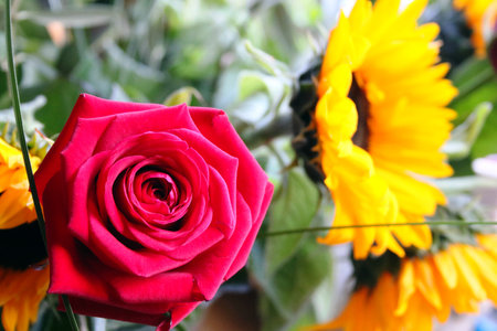 Red rose with sunflowers in the background, shallow depth of fieldの写真素材