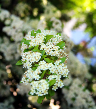 Close up of white flowers on a hawthorn tree in spring