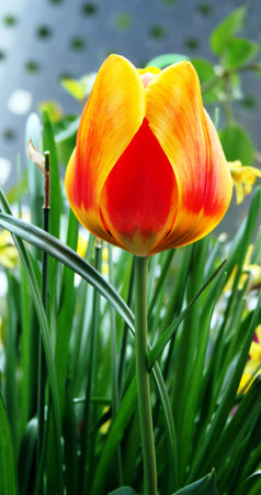 Tulip. Beautiful bouquet of tulips. colorful tulips. tulips in spring,colourful tulip