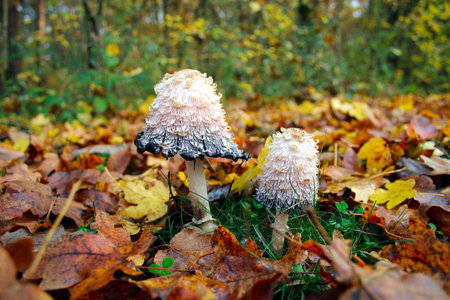 Coprinus comatus mushrooms in autumn forest, close-upの写真素材