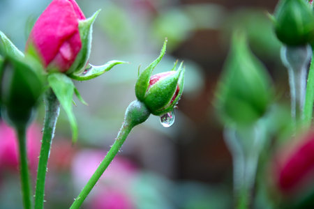 Red roses with water drops on the petals. Shallow depth of fieldの写真素材