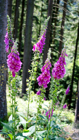 Foxglove flowers (Digitalis purpurea) in the forestの写真素材