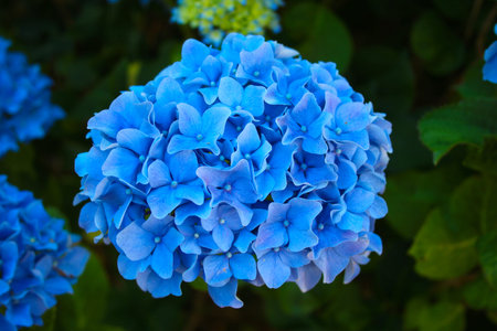 Blue Hydrangea macrophylla flower in the garden, stock photo