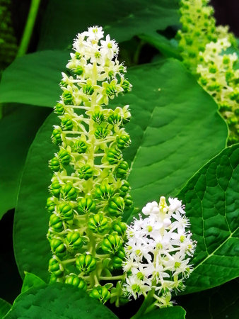 White flowers of the plant in the garden, Thailand.