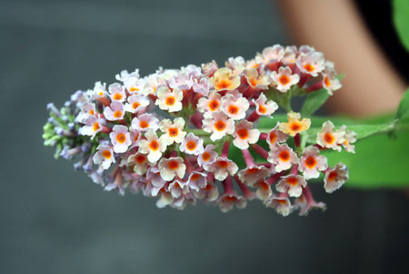 Lantana camara flower blooming in the garden, stock photo