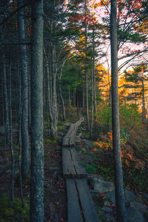 Beautiful Acadia National Park Sunrise Beehive Trail Forest Fall Foliage Landscape in Maine. Wood Planks Hiking Trail Warm Golden Sunlight Colorfulの写真素材