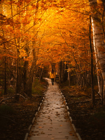 Girl in Yellow Coat Walks Autumn Forest Trail Boardwalk Fall Foliage.Jesup Trail Acadia National Park New England. Orange Leaves. Moody Fall Sceneの写真素材