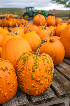 Pumpkin Patch on Farm Bright Orange Pumpkins on Wooden Table for Sale Autumn New England. Corking...
