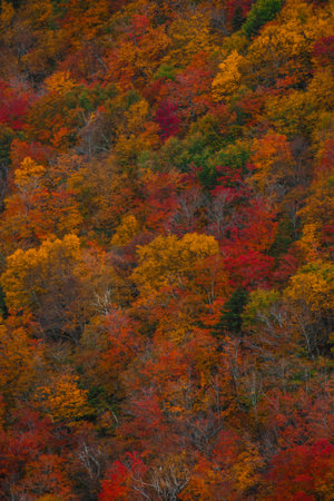 Autumn Colorful Trees Edge to Edge of Frame Fall Forest. Pattern Nature Background Wallpaper Close...