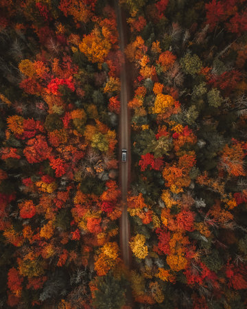 Camper Van Driving Overhead View During Autumn of Forest Road. Colorful Trees Looking Straight Down Scenic Landscape Moody Autumn Vibesの写真素材
