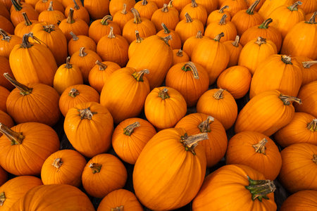 Pumpkin Patch Wide View Pattern Wallpaper Edge to Edge Bright Orange Pumpkins Autumn New England....