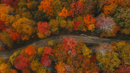 Forest Dirt Road Autumn Fall Foliage New England Aerial View Beautiful Colors in Stowe, Vermont. Landscape Drone Photography Natureの写真素材