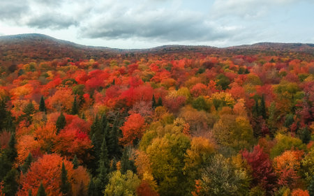 Beautiful Forest of Vibrant Fall Foliage Colors From Aerial View in New England in Autumn. Landscape Drone Photographyの写真素材