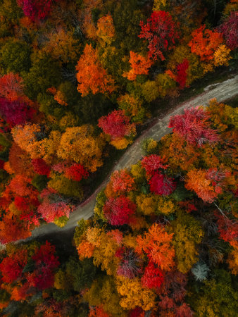 Aerial View Forest Dirt Road Autumn Fall Foliage Beautiful Colors in Stowe, Vermont. Landscape Drone Photography Natureの写真素材