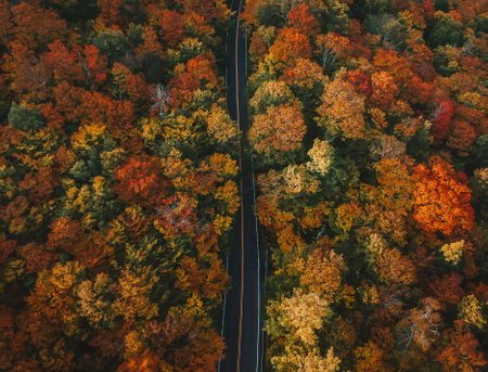 Aerial Birds Eye View of Road Through Colorful Forest Trees Autumn Scene in New England. November Drive Scenic Byway Vermont Moody Vibesの写真素材
