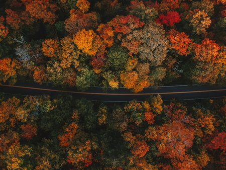 Moody Fall Vibes Aerial Birds Eye View of Paved Road Through Colorful Forest of Fall Foliage Trees in Autumn Seasonの写真素材