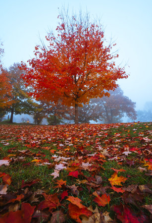 Colorful Wide Low Angle Fall Foliage Leaves in Park with Moody Blue Mist Fog Clouds in Background....